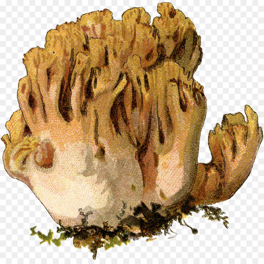 Yellow sponge mushroom clipart Transparent pictures on F.