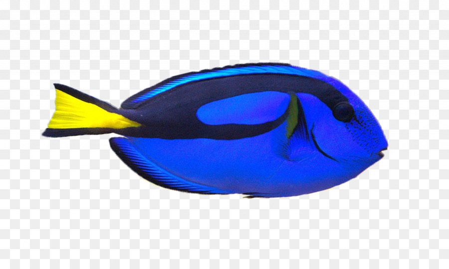 Clownfish Palette surgeonfish Yellow tang Clip art.