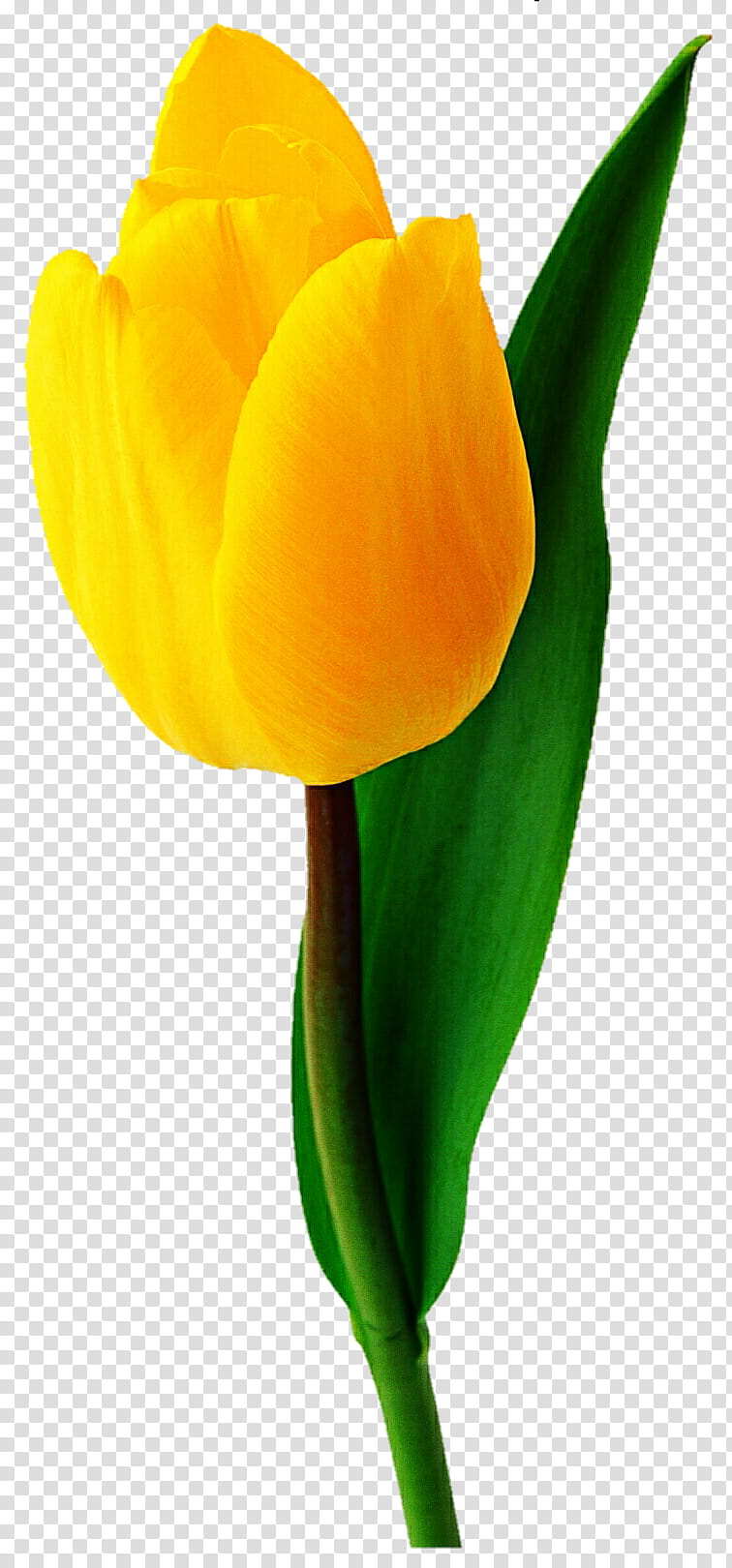 Chiffon Yellow Tulip transparent background PNG clipart.
