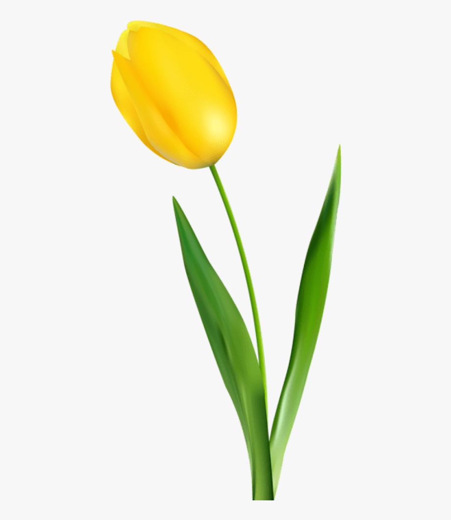 Download yellow tulip clipart flower 10 free Cliparts | Download images on Clipground 2021