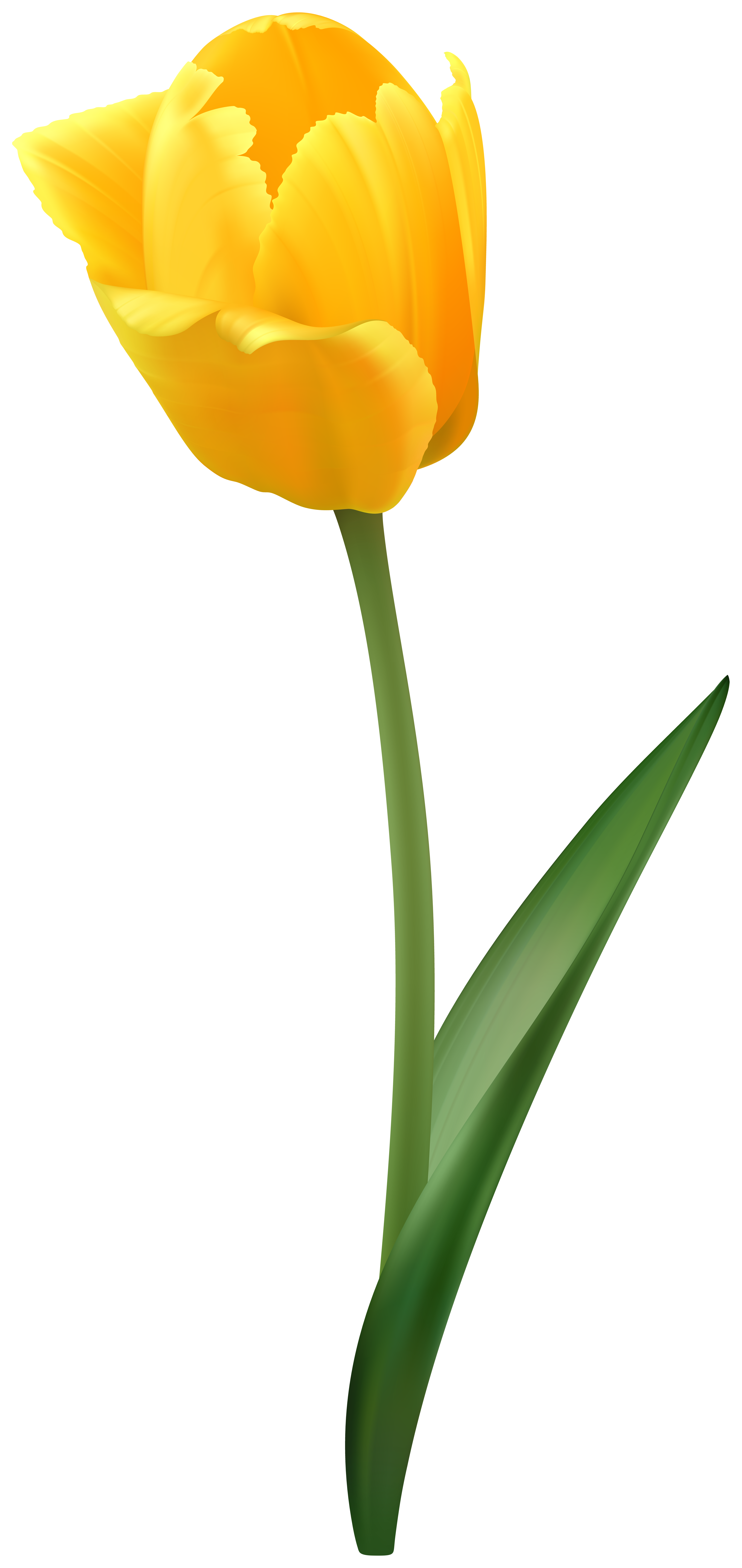 yellow tulip png 10 free Cliparts | Download images on Clipground 2024