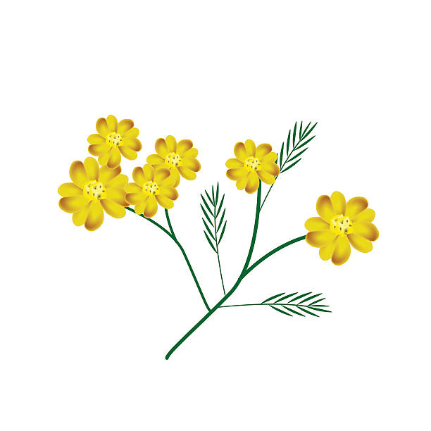 Yellow Yarrow Or Achillea Millefolium Flowers Clip Art, Vector.