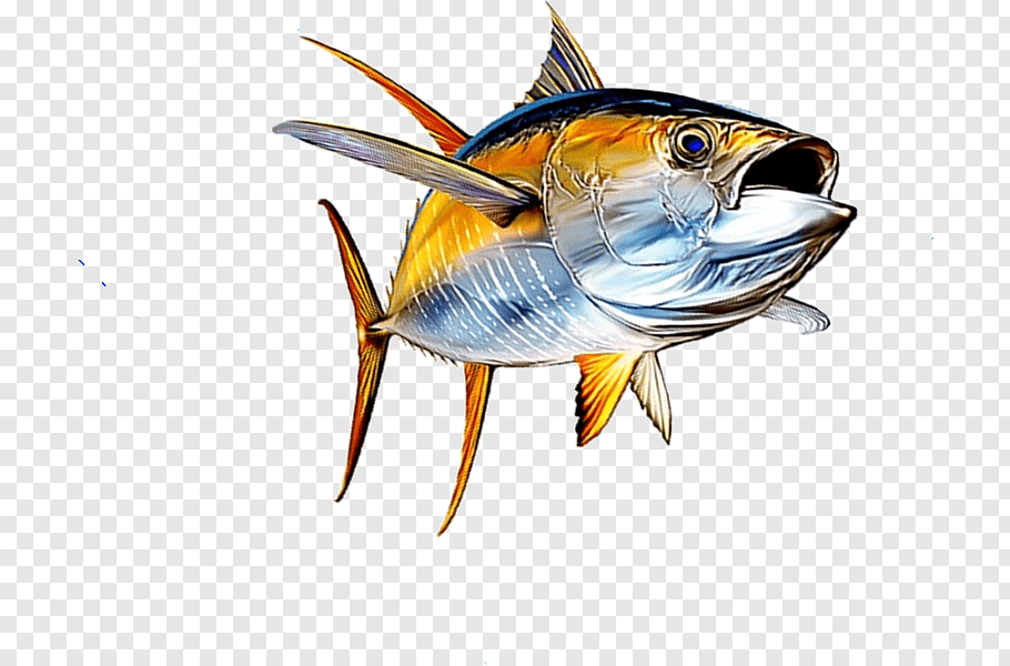 Fishing, Tuna Salad, Yellowfin Tuna, Seafood, Wahoo, Bigeye.