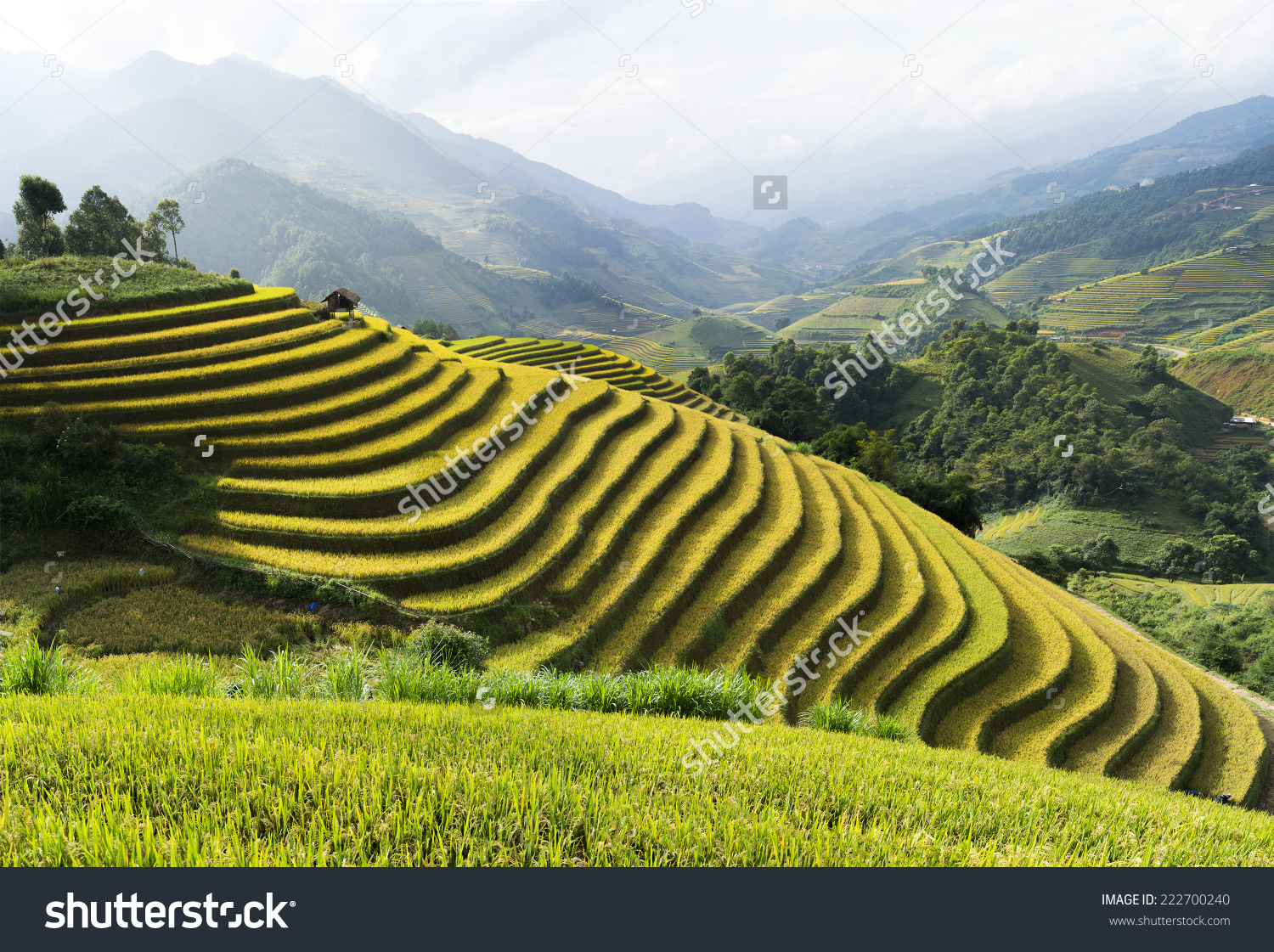 Asia Rice Field By Harvesting Season Stock Photo 222700240.