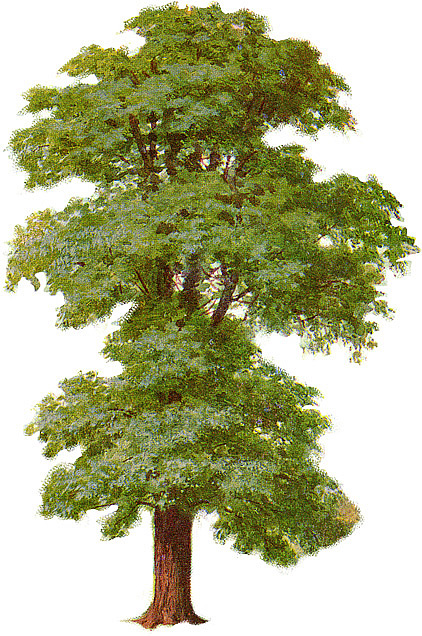 Yew tree clipart.