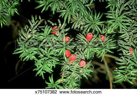 Stock Photo of yew berries taxus baccata cambridgeshire, england.
