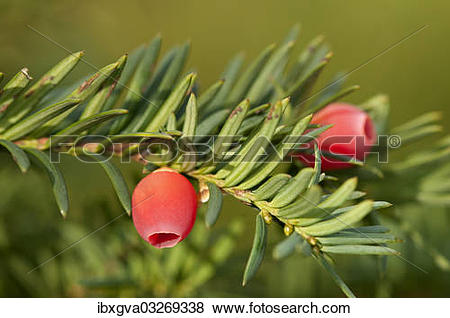 Pictures of "English Yew or European Yew (Taxus baccata), branch.