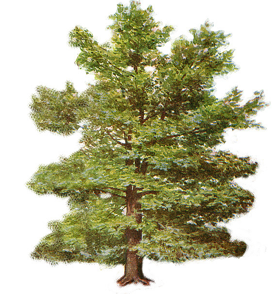 Yew tree clipart.