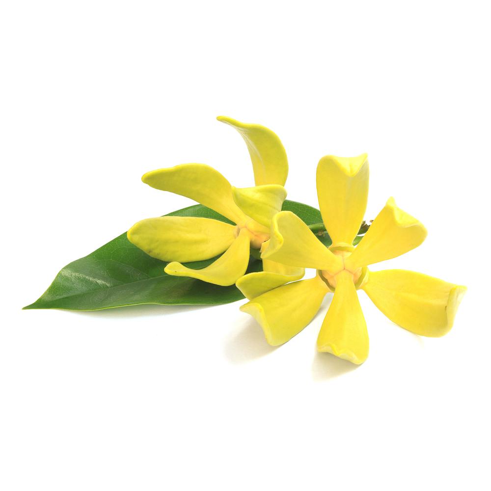 Ylang Ylang, Organic Essential Oil.