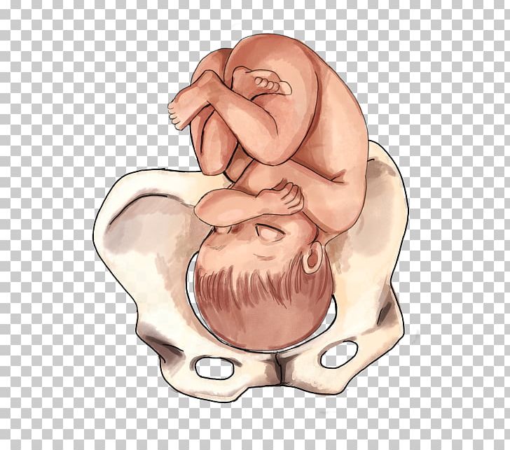 Fetal Position Childbirth Infant Presentation PNG, Clipart.