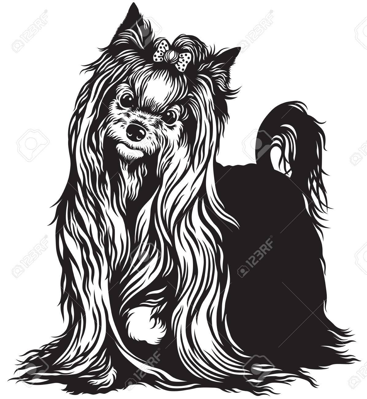 yorkshire terrier dog , black and white image.