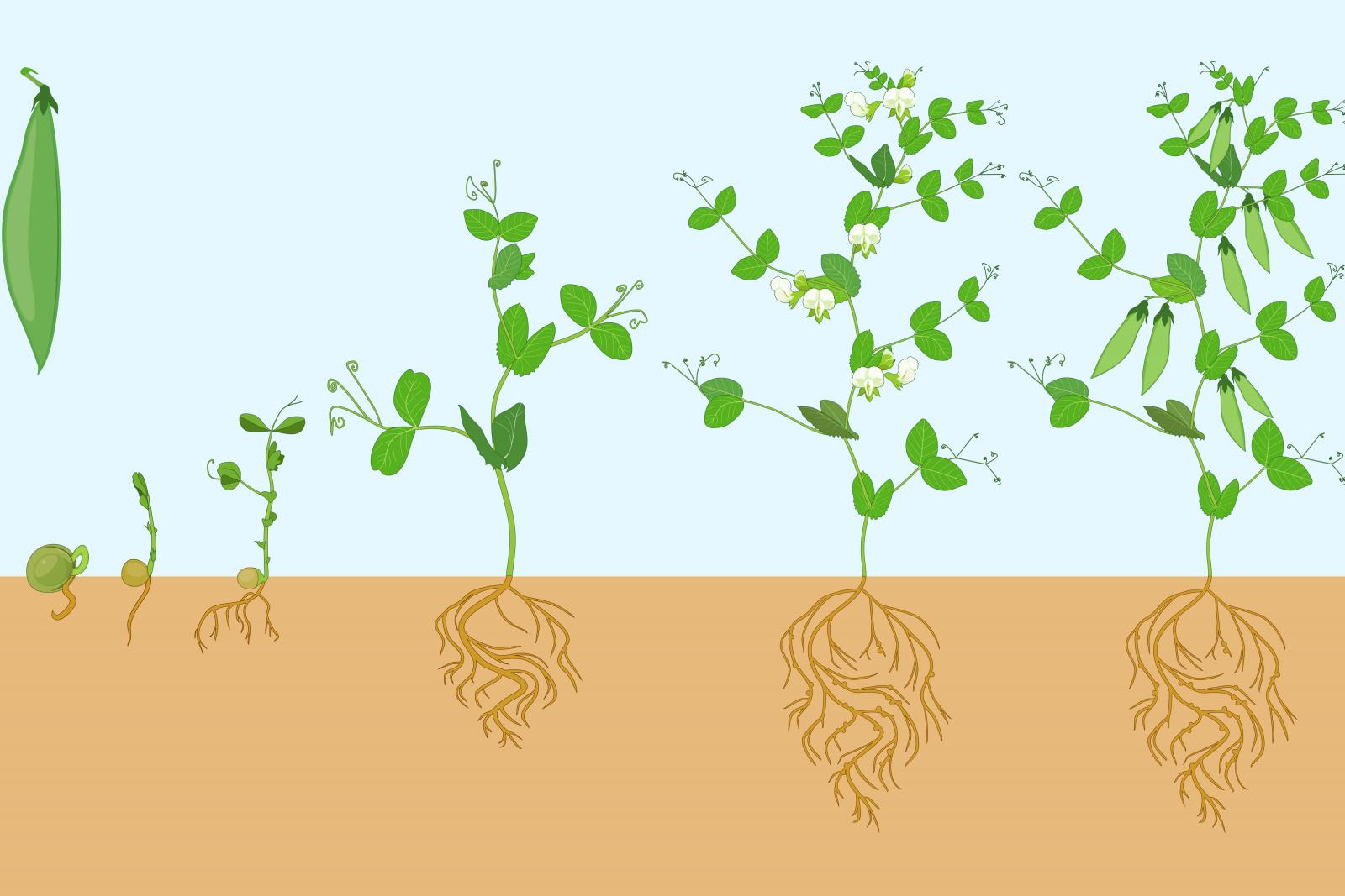 Life Cycle Bean Plant.