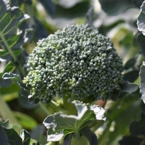 How Does Broccoli Grow in a Garden.