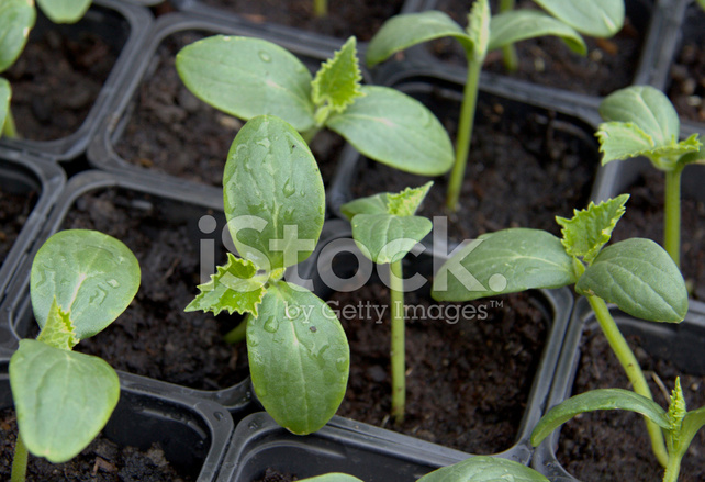 Cucumber Plants Starting TO Grow Stock Photos.