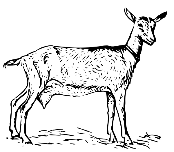 Free Young Goat Clipart, 1 page of Public Domain Clip Art.