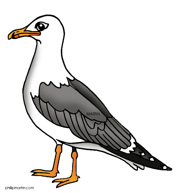Seagull Clipart.