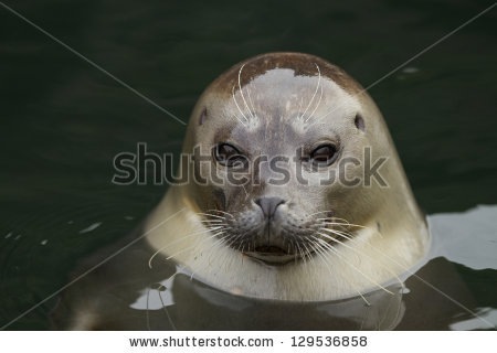 Harbor Seal Stock Photos, Royalty.