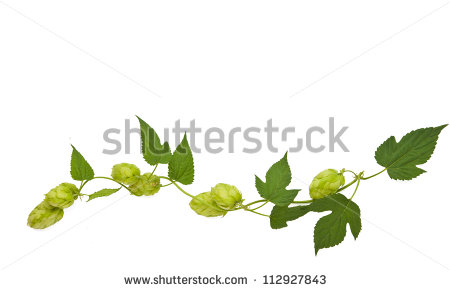 Hop Vine Stock Images, Royalty.