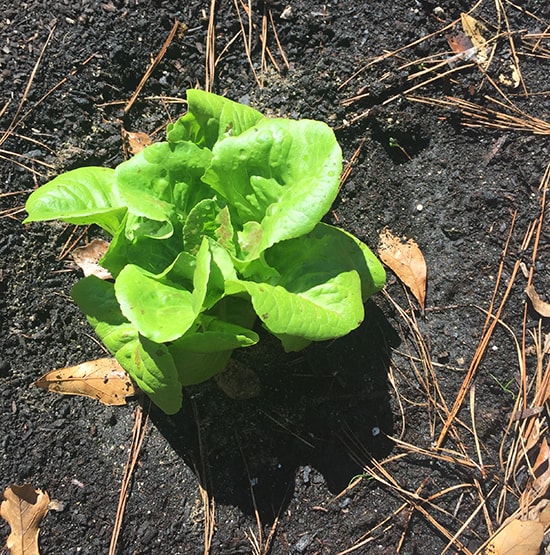 Growing Lettuce.