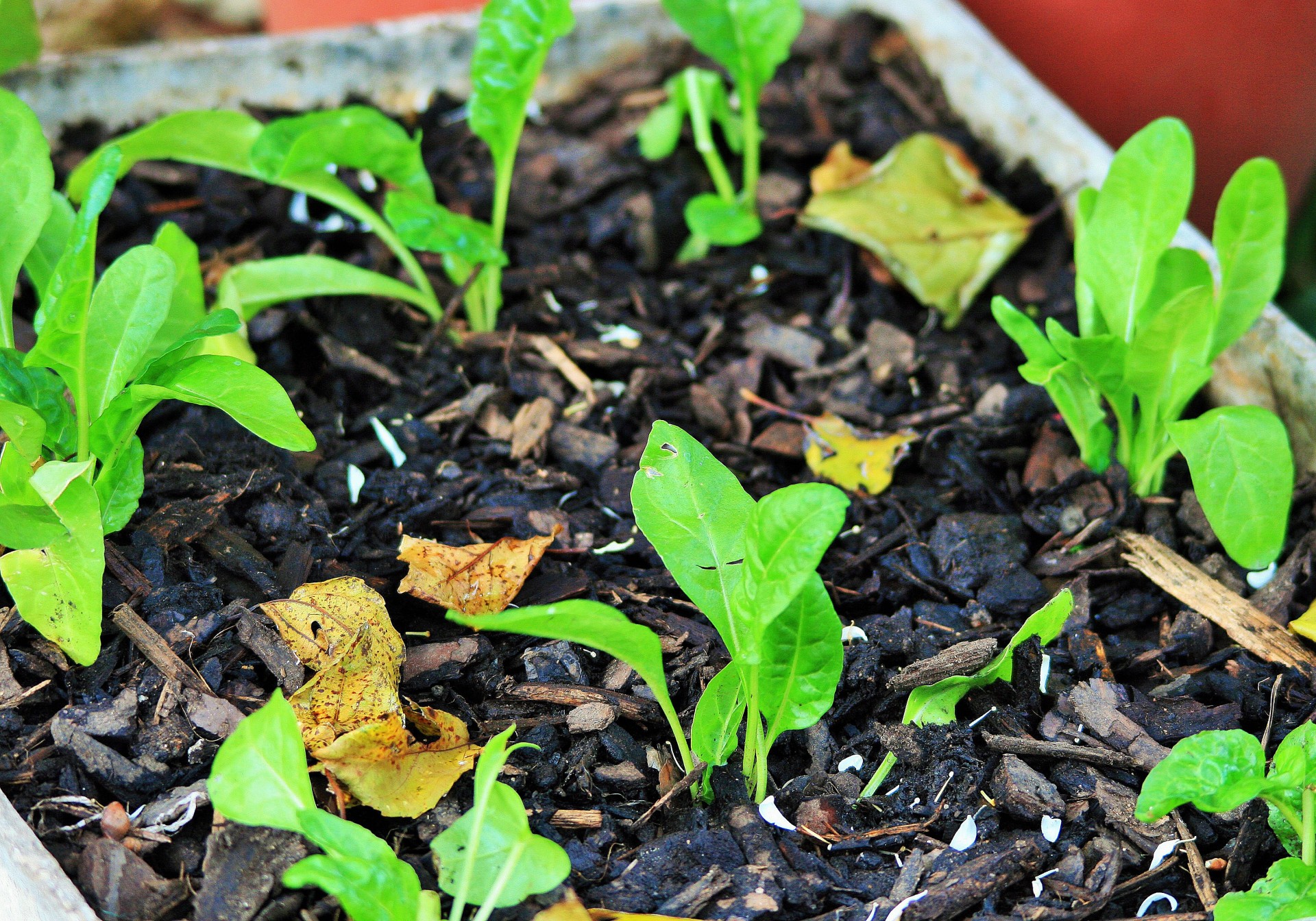 Seedlings,plants,small,young,produce.