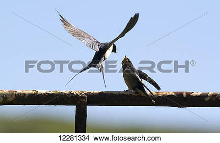 Stock Photo of Adult Barn Swallow (Hirundo rustica) feeding young.