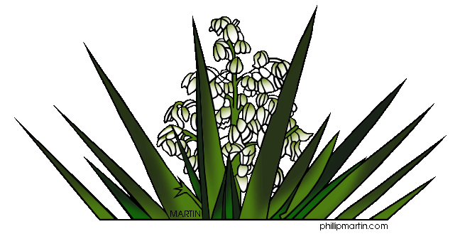 Gallery For > Yucca Flowers Clipart.