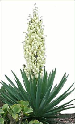 Yucca clipart.