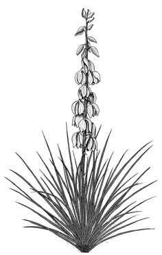 Yucca clipart 20 free Cliparts | Download images on Clipground 2021