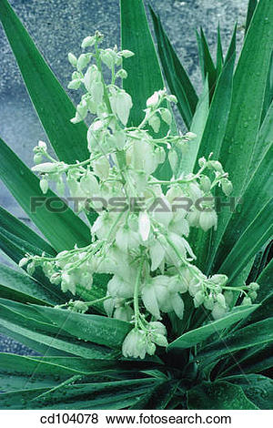 Yucca elephantipes clipart 20 free Cliparts | Download images on ...