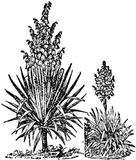 Yucca.