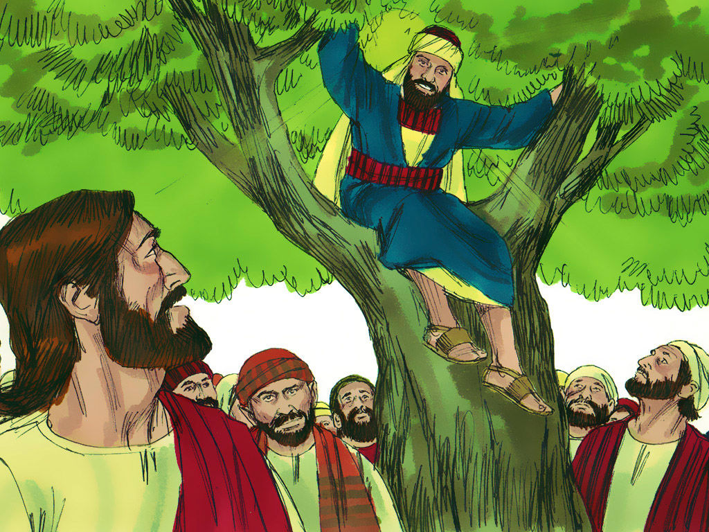FreeBibleimages :: Zacchaeus the Tax Collector :: Zacchaeus.