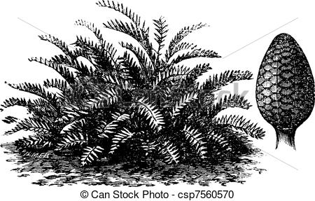 Vector Clipart of Zamia integrifolia or Coontie vintage engraving.