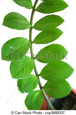 Picture of Zamioculcas zamiifolia plant in a pot isolated on white.