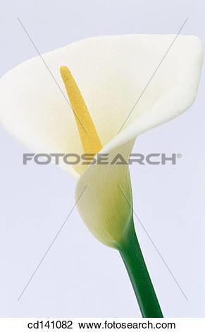 Stock Photo of Common Calla (Zantedeschia aethiopica) cd141082.