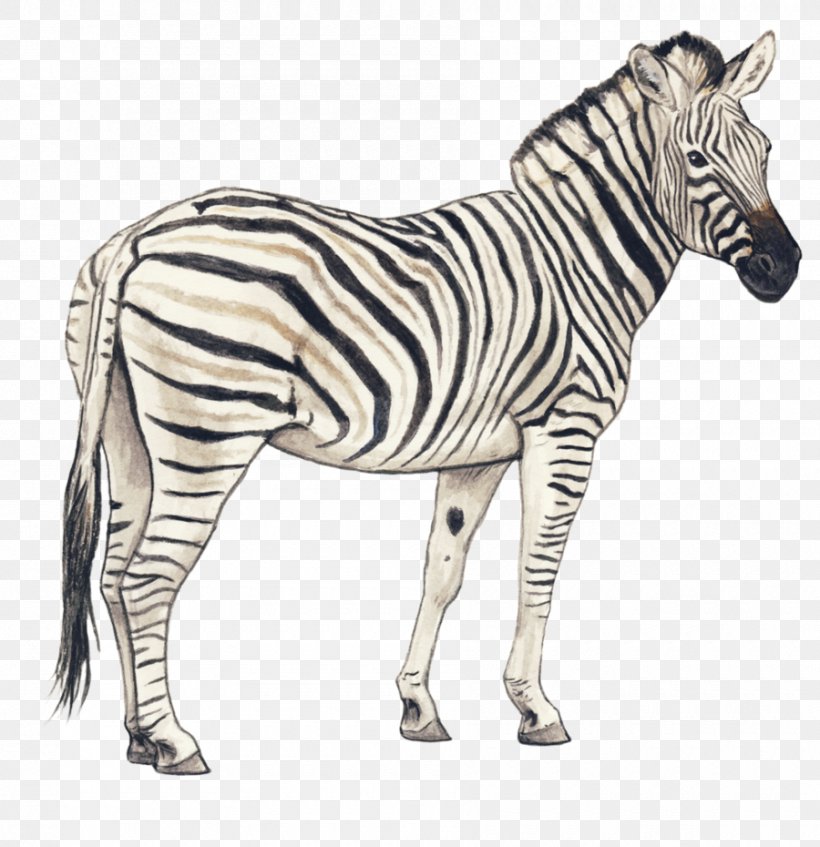 Quagga Zebra Pencil Drawing Horse, PNG, 900x930px, Horse.