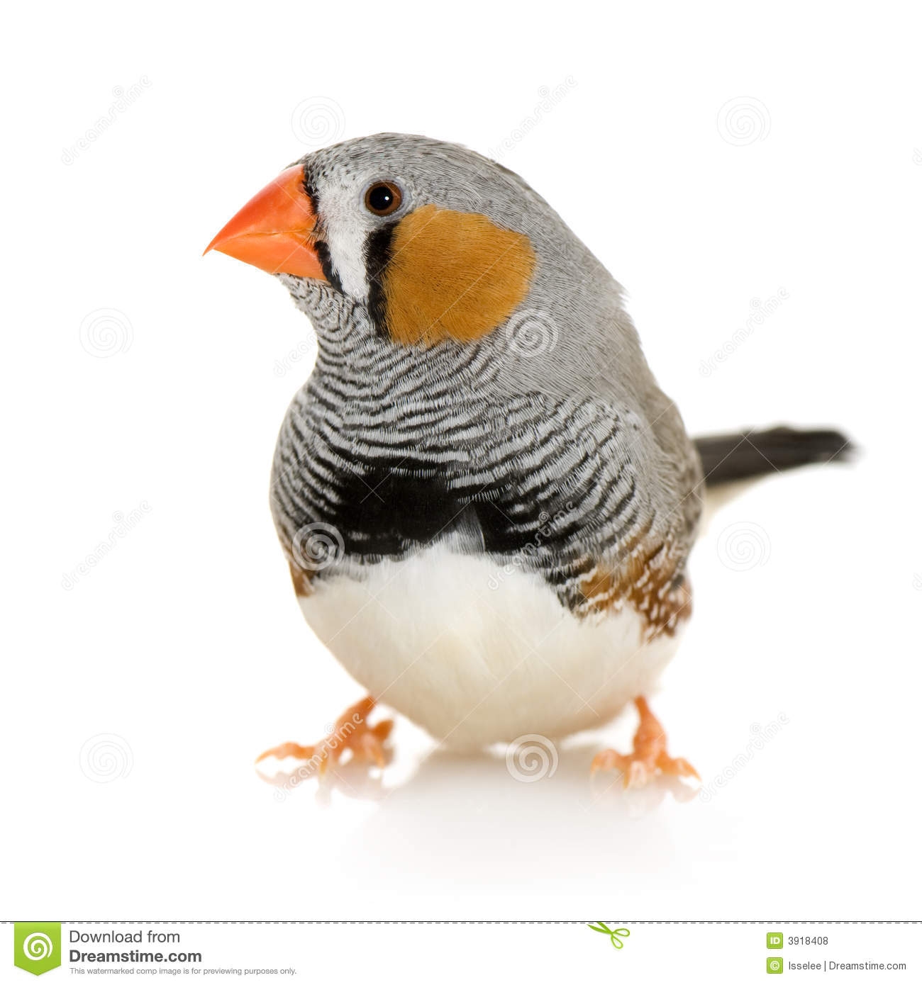 Zebra Finch Clipart.