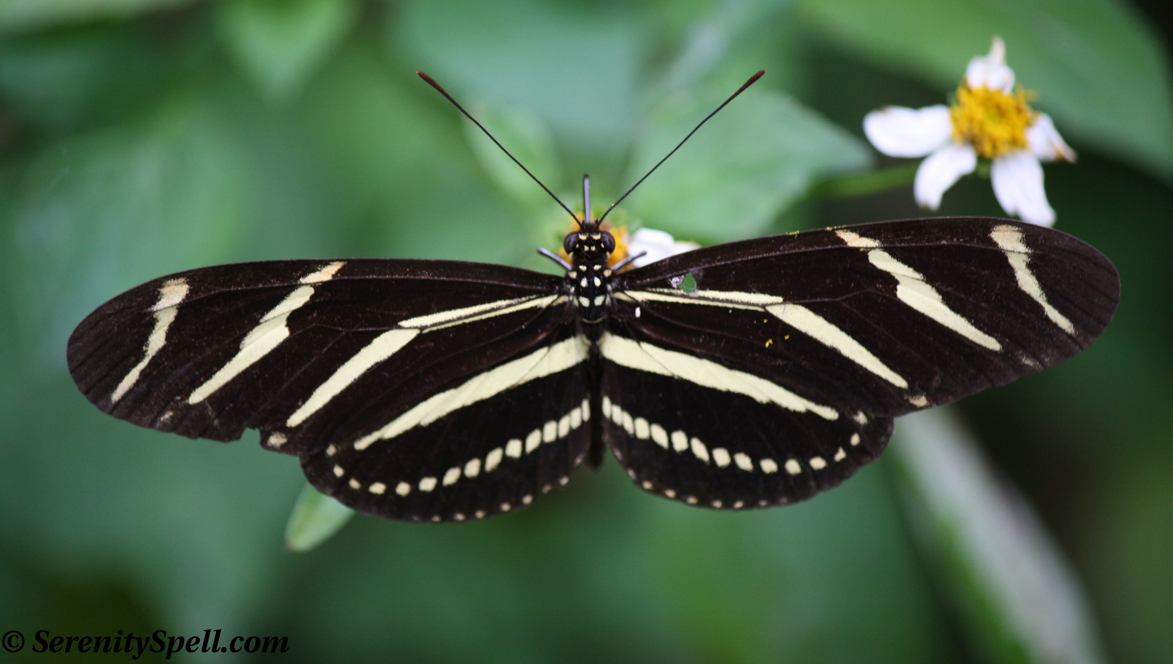 Zebra Longwing Butterfly Clipart 20 Free Cliparts Download Images On 