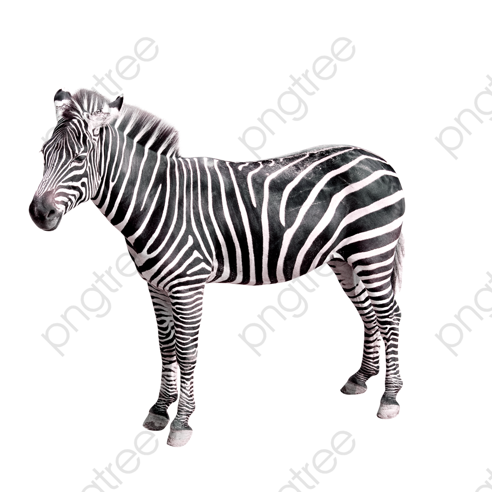 Zebra, Zebra Clipart, Animal PNG Transparent Image and Clipart for.
