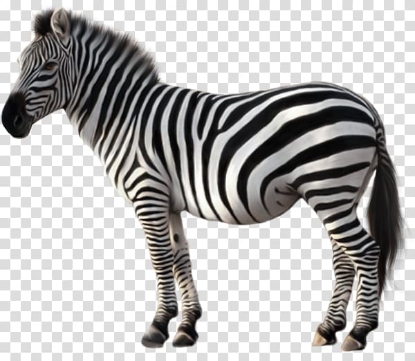 Zeba illustration, Quagga Zebra , Animal zebra transparent.