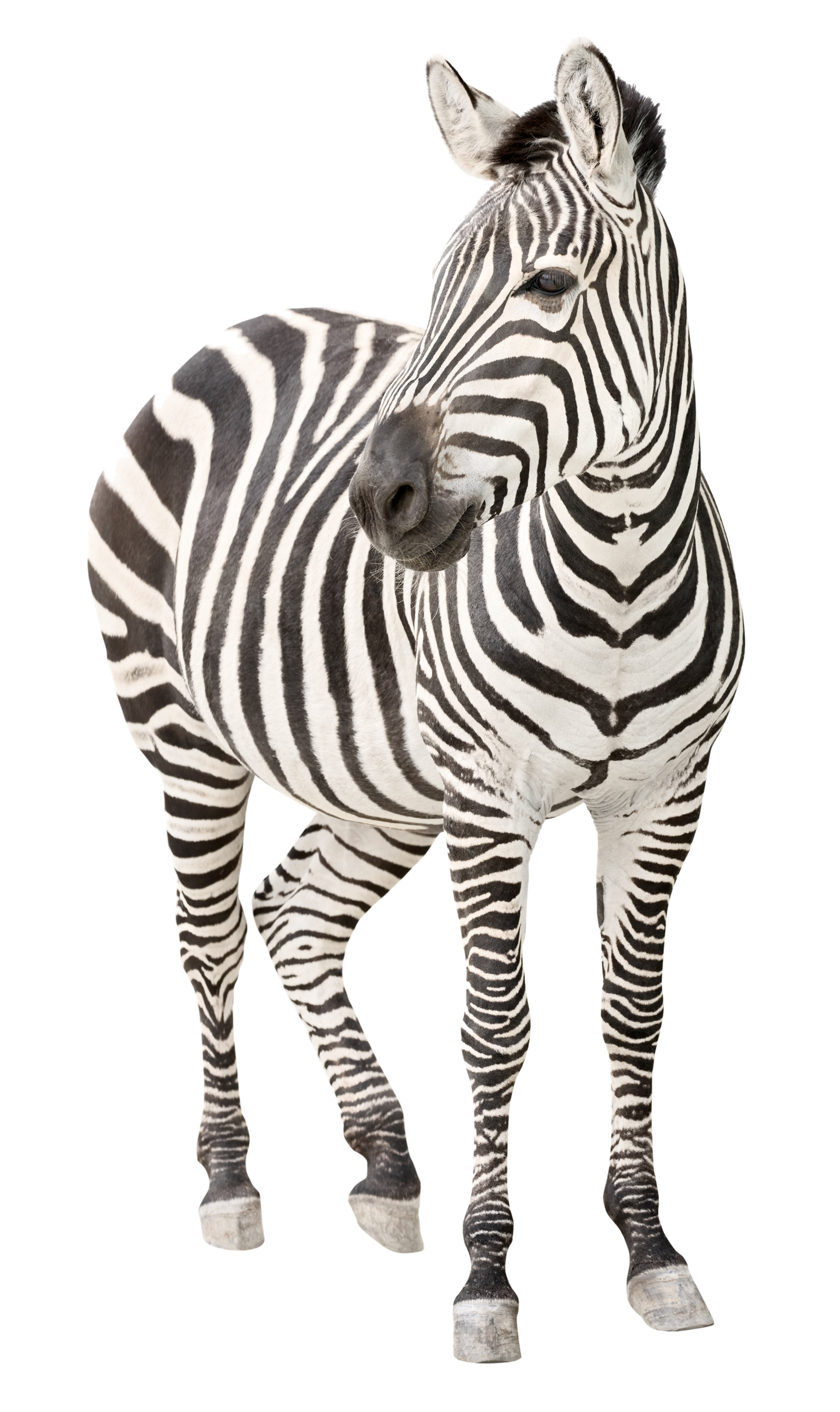 Zebra PNG Transparent Image.