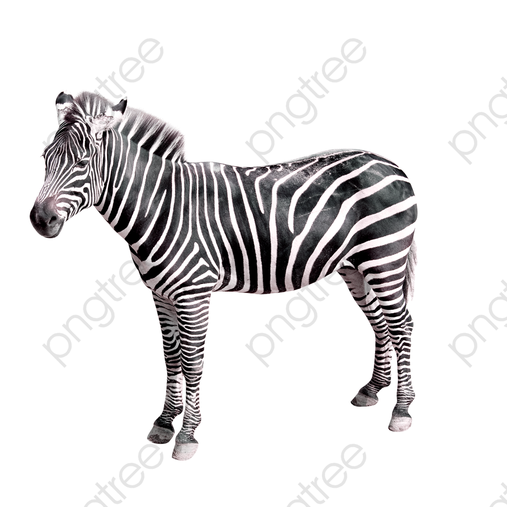 zebra png images 10 free Cliparts | Download images on Clipground 2021