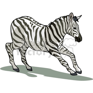 Running zebra clipart. Royalty.