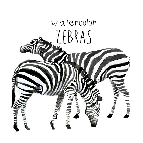 Watercolor Zebra Clipart Zebras Clip Art Commercial use by.