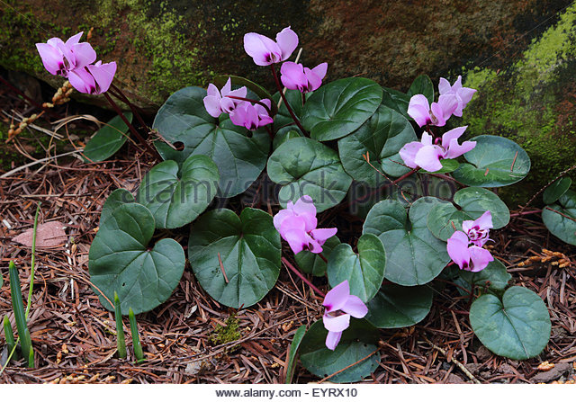 Cyclamen Purpurascens Stock Photos & Cyclamen Purpurascens Stock.