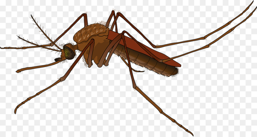 Mosquito Control Insect png download.
