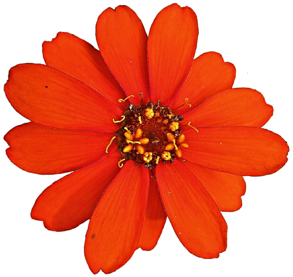 Zinnia clipart.