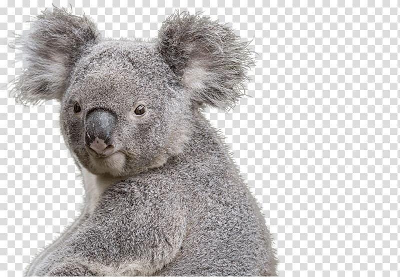 National Zoo & Aquarium Koala Bear Marsupial, koala.