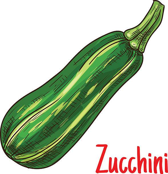 Zucchini clipart free 5 » Clipart Portal.