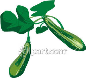 Zucchini Plant Royalty Free Clipart Picture.