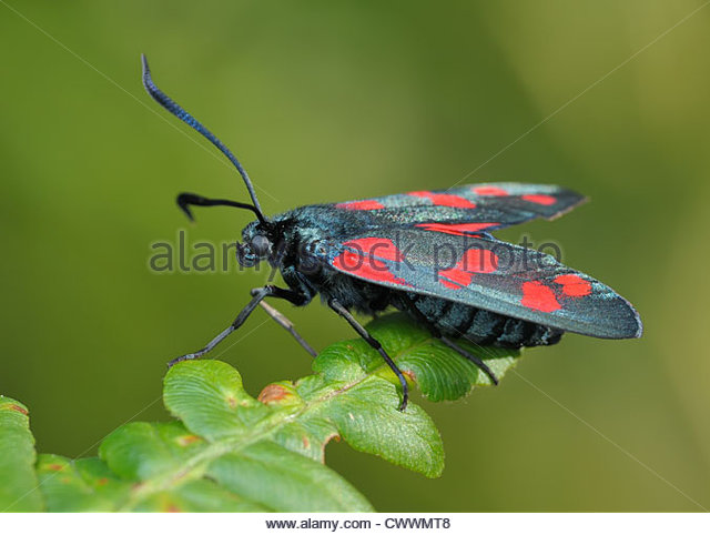 Red Butterfly Bright Stock Photos & Red Butterfly Bright Stock.